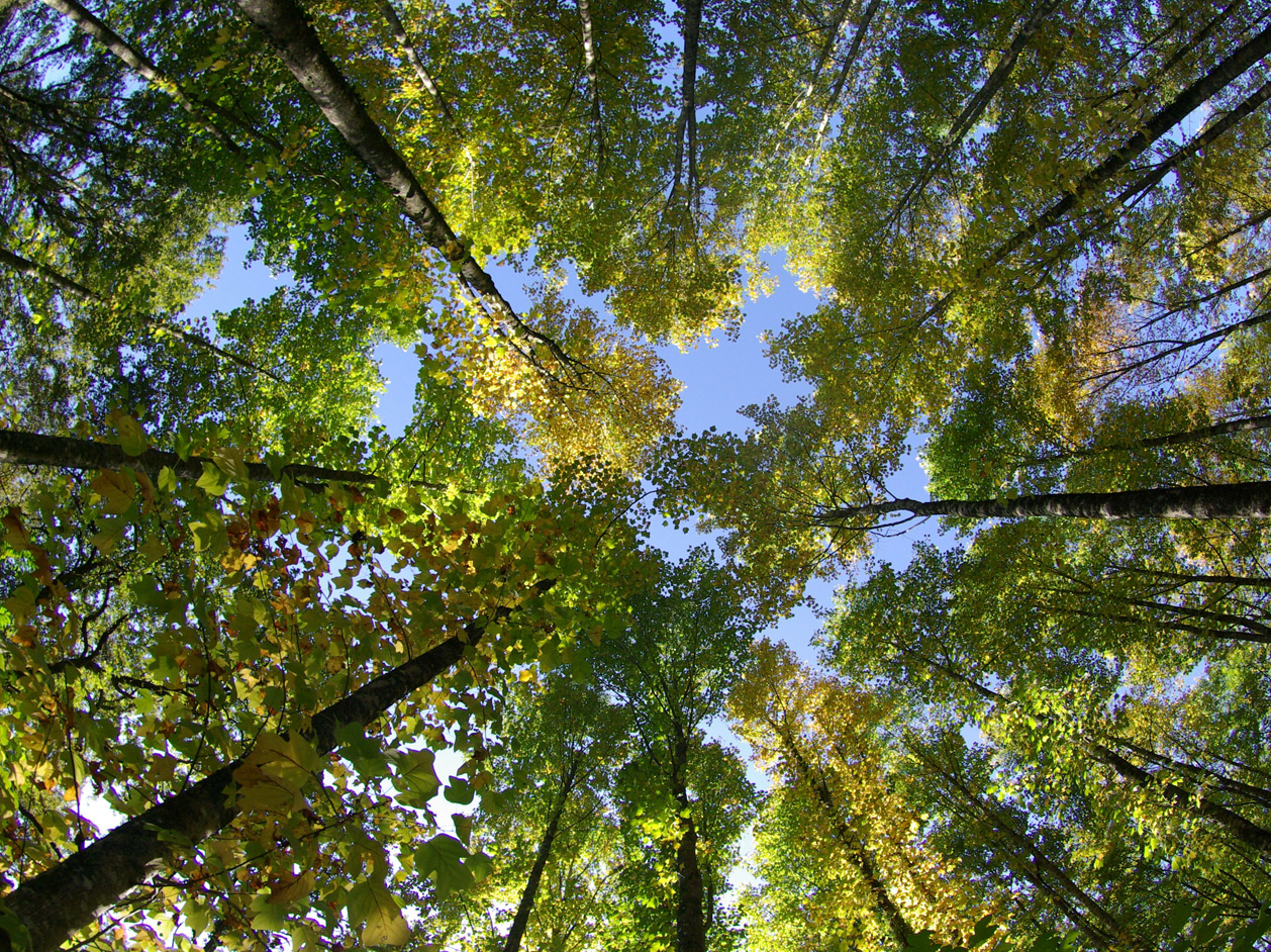 Jeux en bois durable