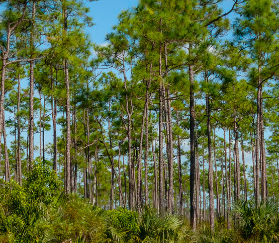 Jeu en bois écologique